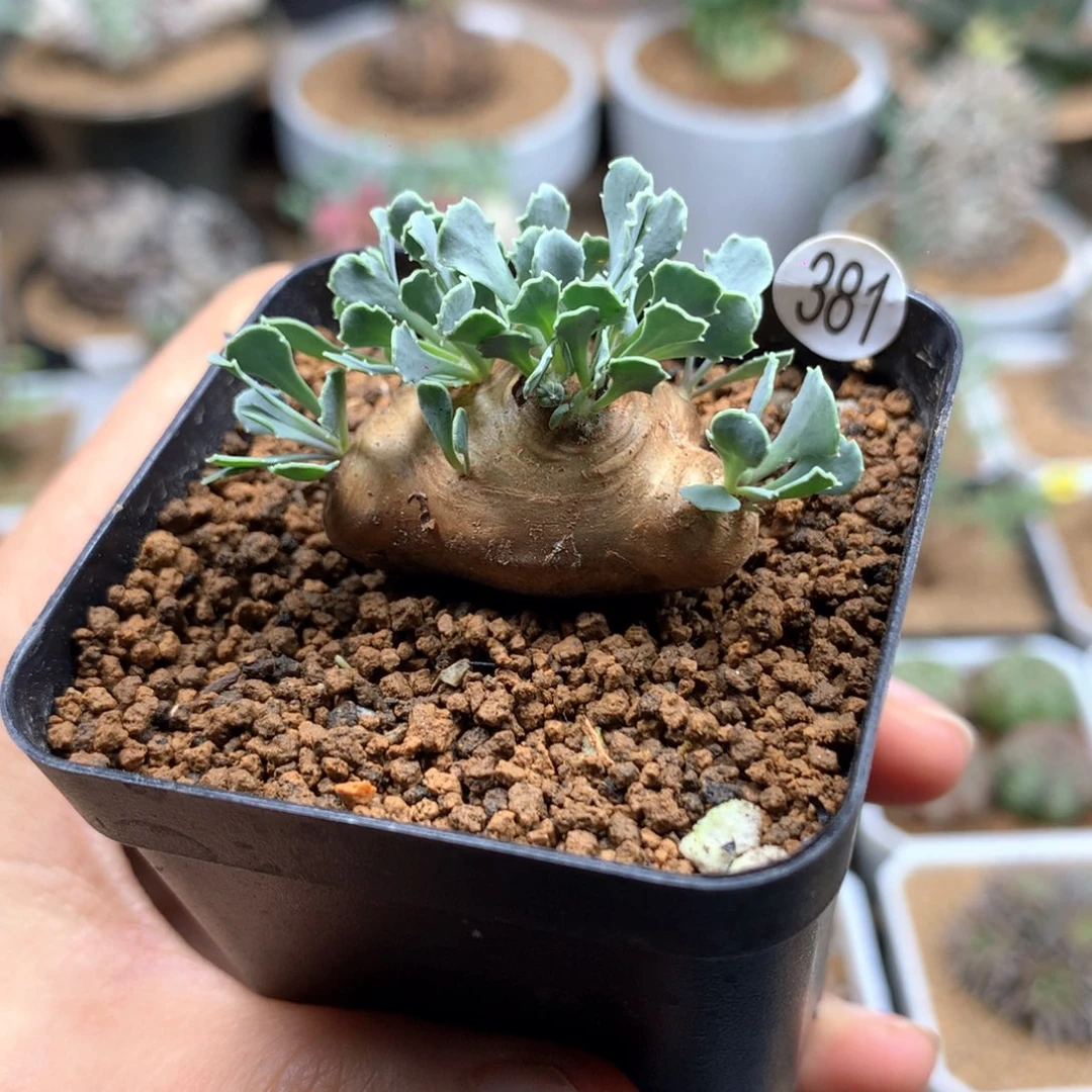 格加厚敦菊母本带盆多肉