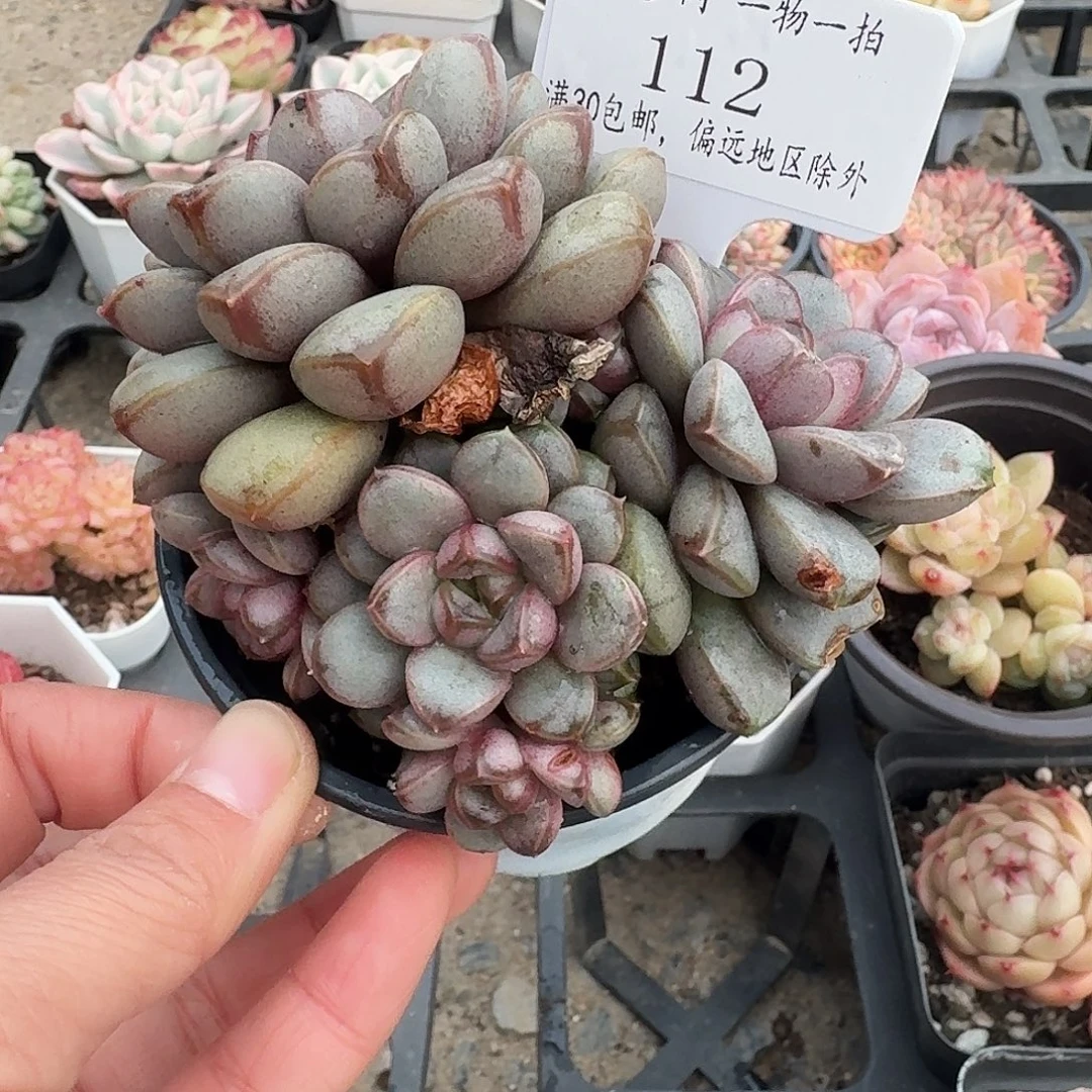 112 脱土哈哈哈哈哈哈