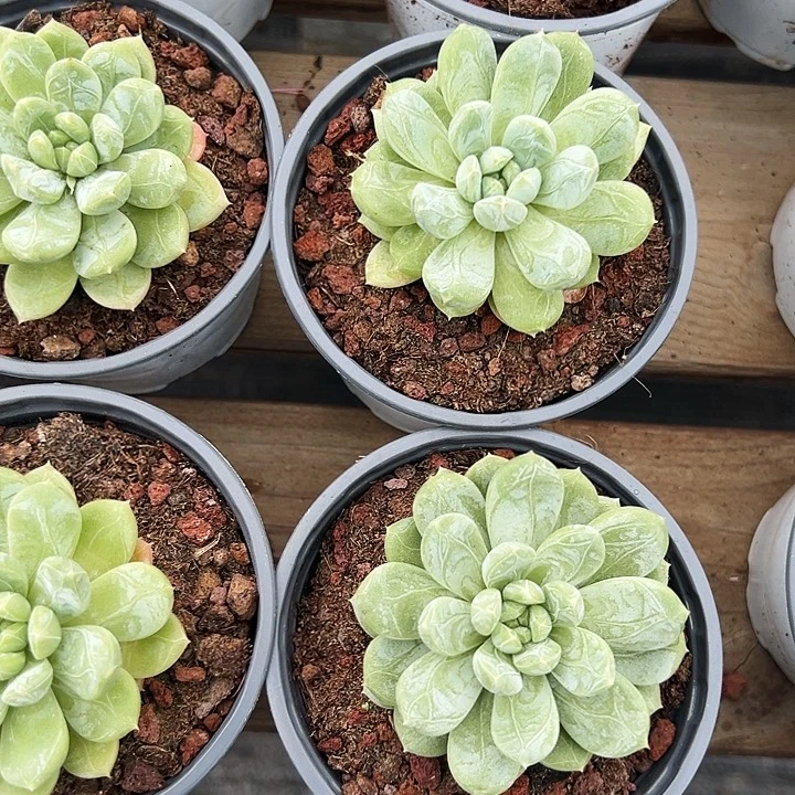 单头  百搭翡翠  福利