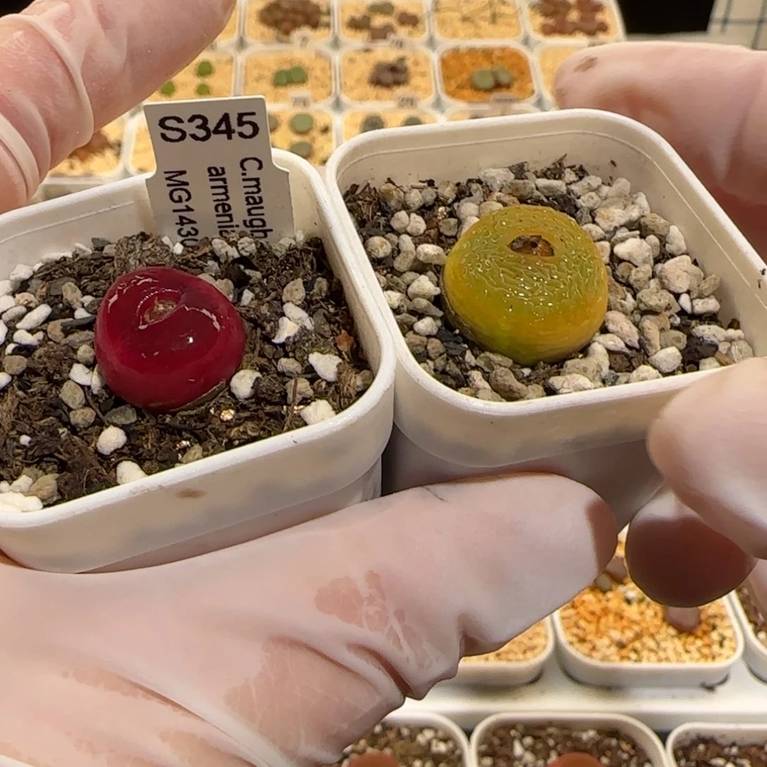 K肉锥多肉植物百科31-1358