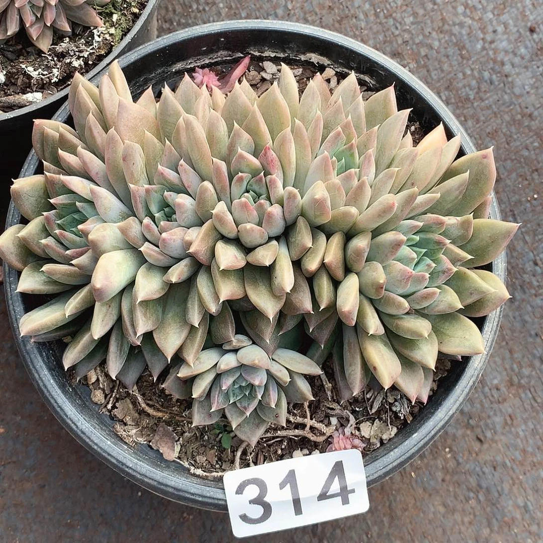 314幻影一物一拍多肉