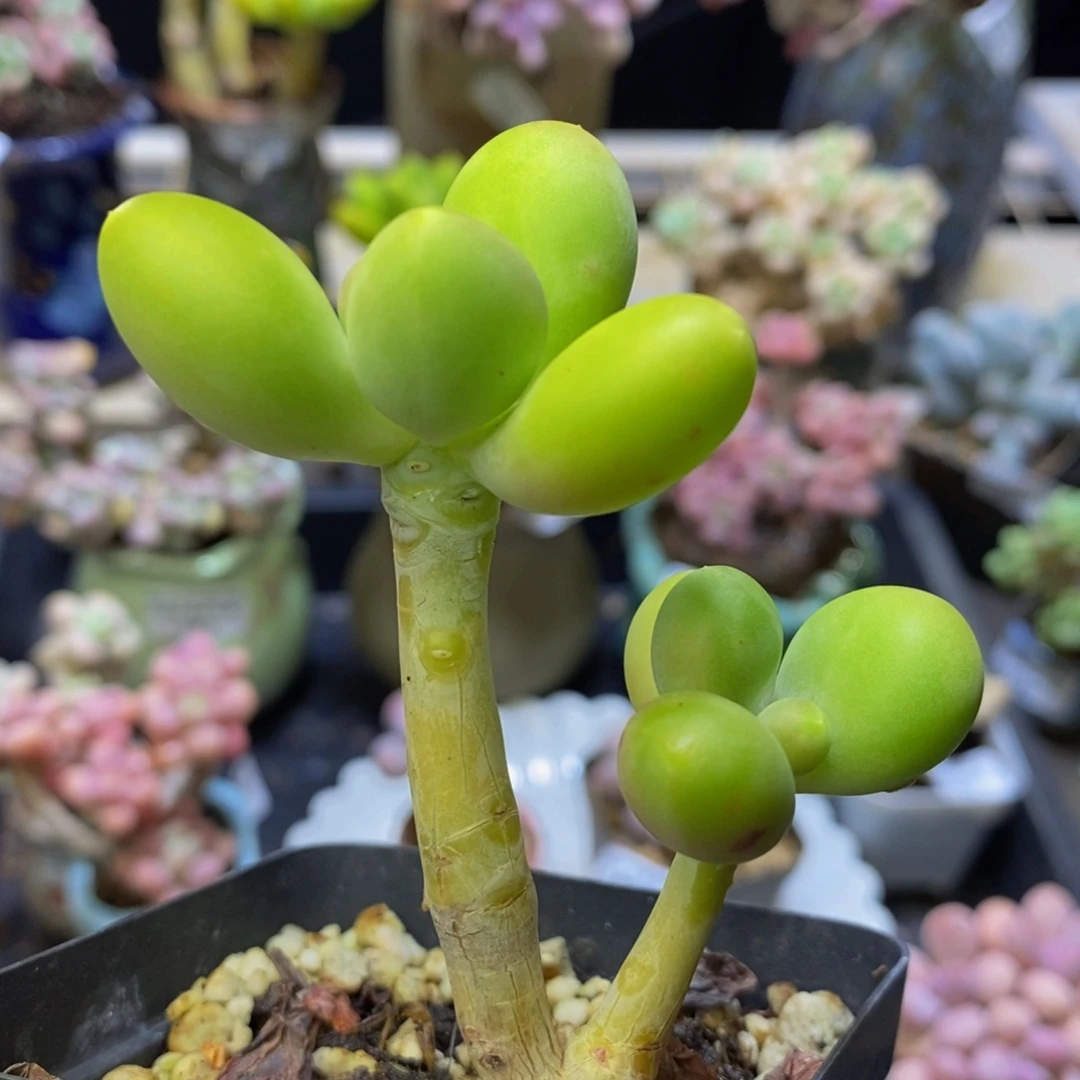 037 圆叶芒果奶6 厘米