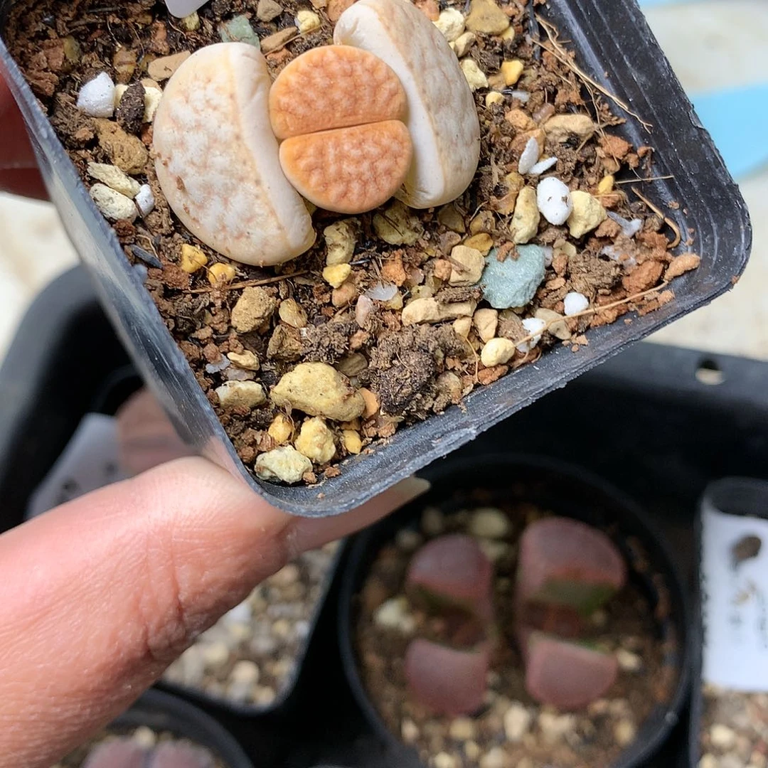 B227多肉植物保护研究所