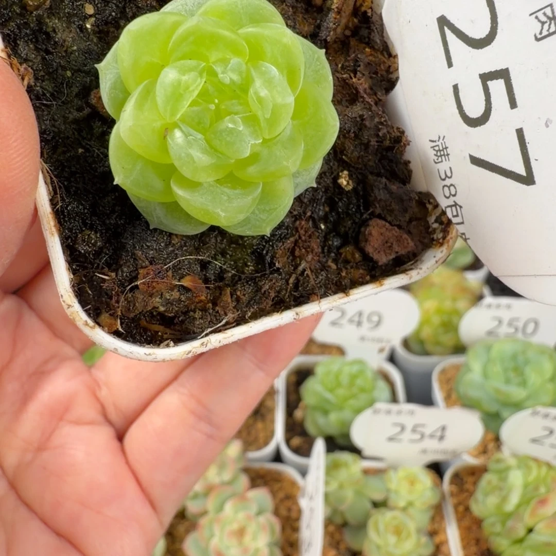 邀月单头福利257号