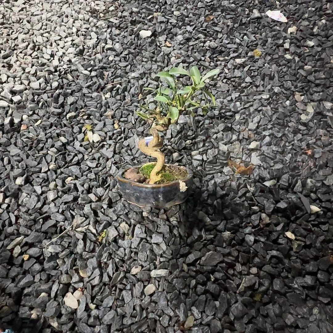 1111111豆一个1111111111111