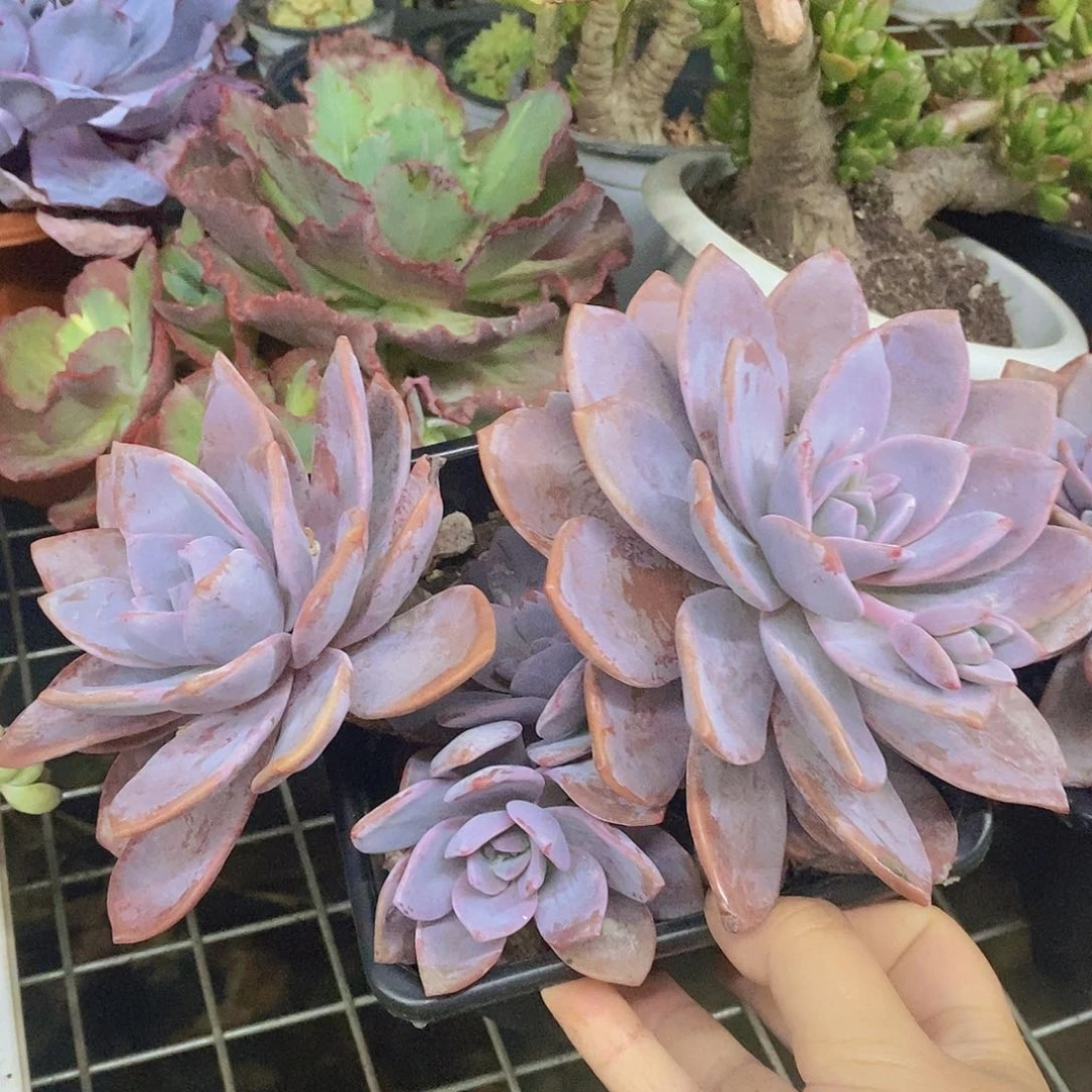 红茶大双头起发老桩