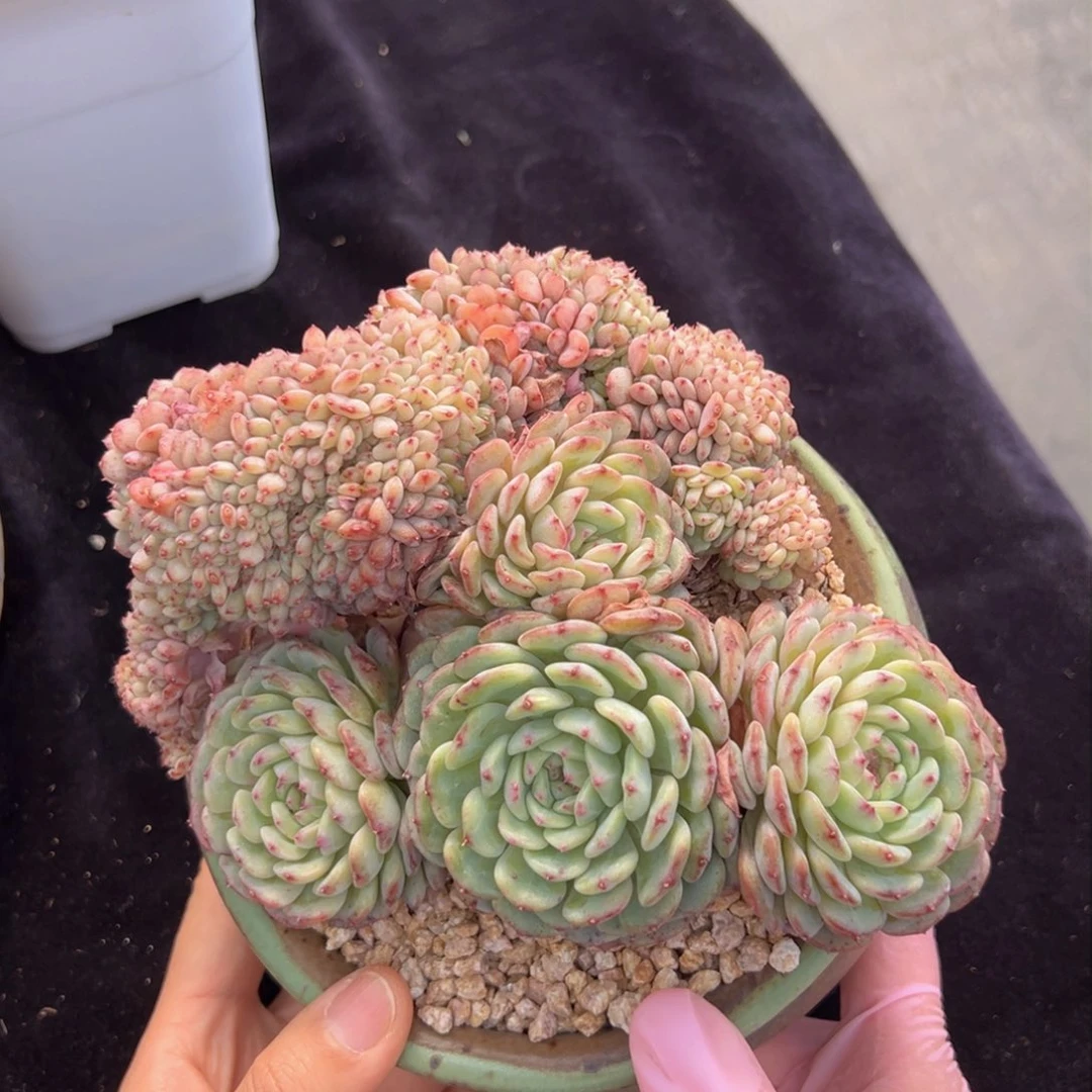 新年快乐 新年快乐