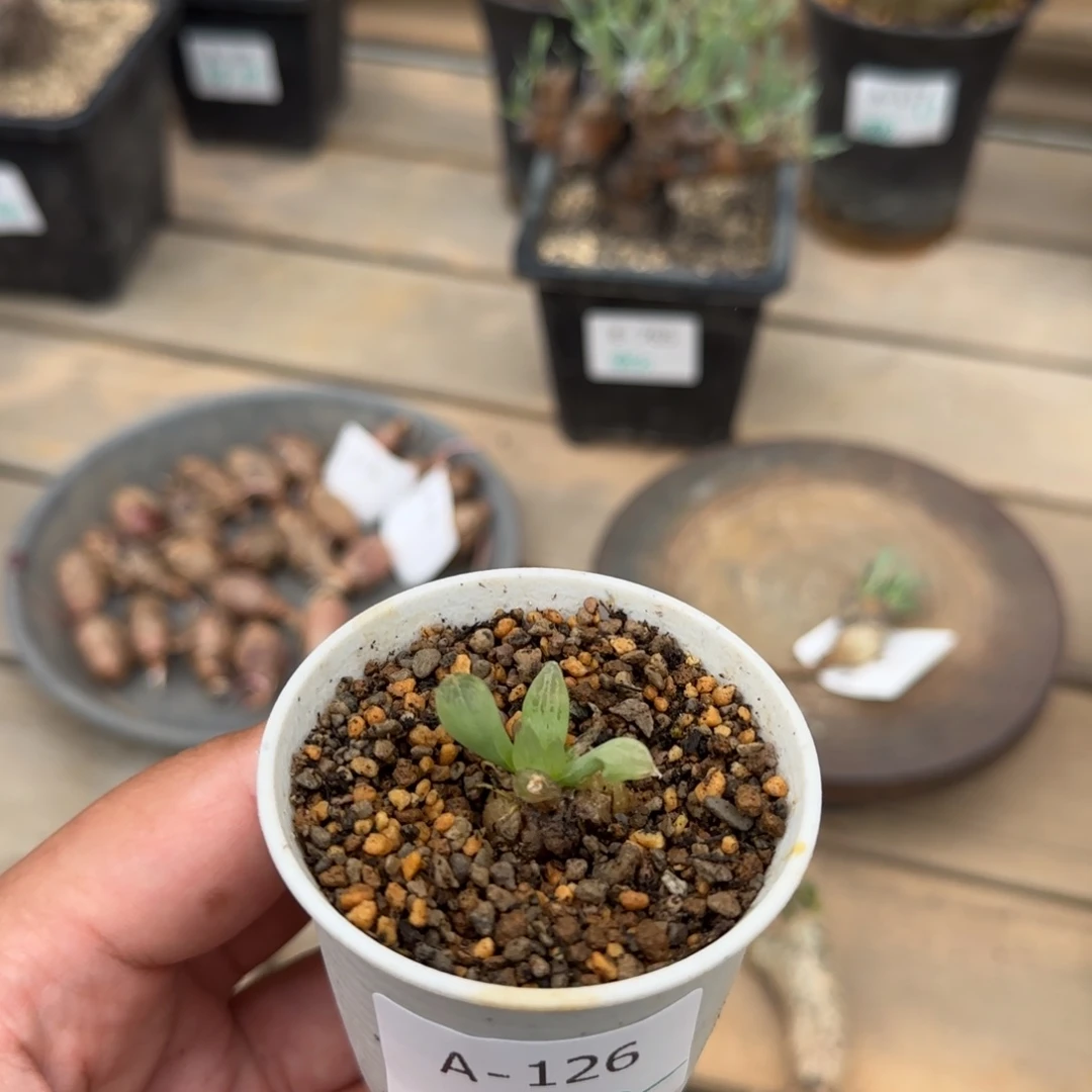 126洛丽塔块根植物