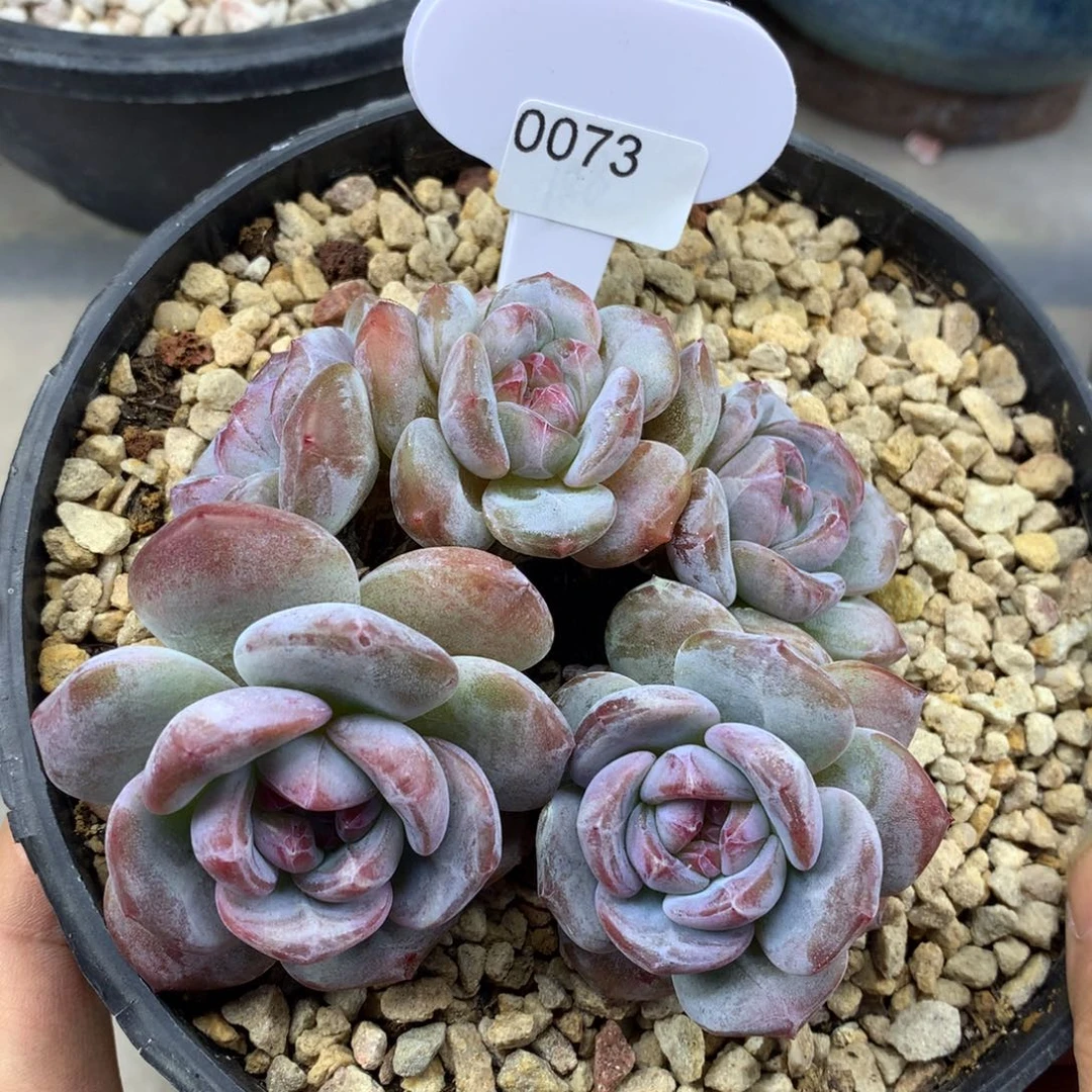 绿底紫心073/10cm5头