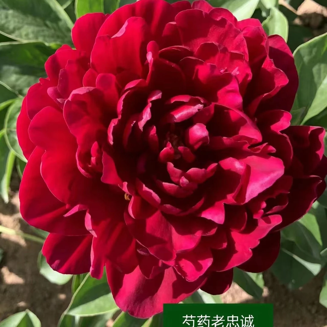 老忠诚进口芍药鲜花重瓣鲜切花