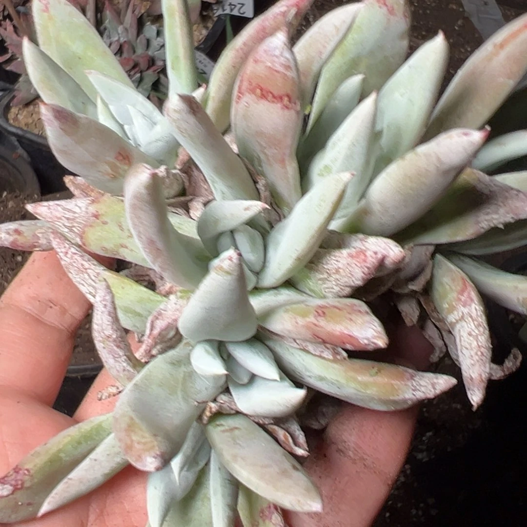 2458哈哈哈哈哈哈哈