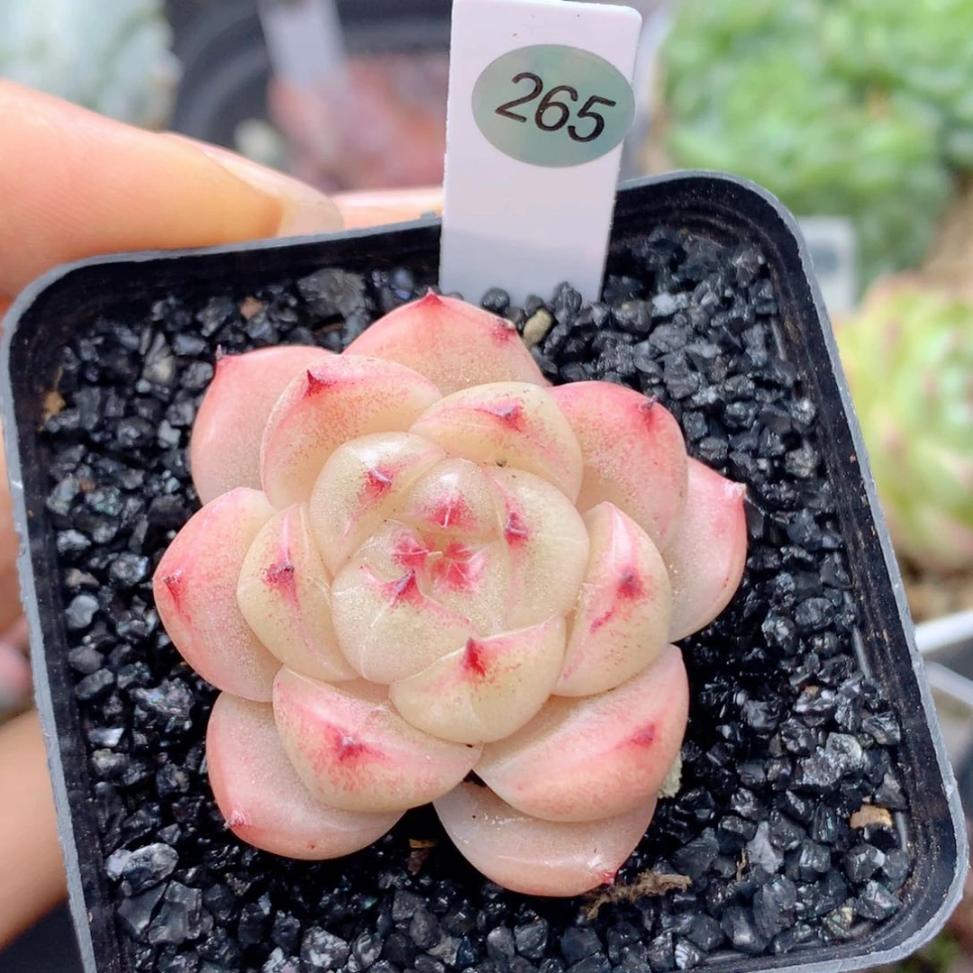 58包邮  群生不包整265