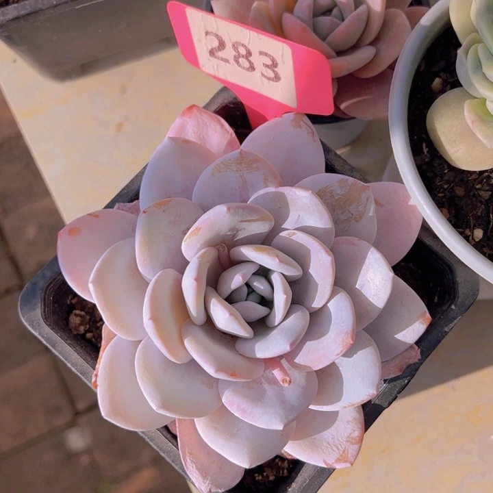 健健康康平平安安