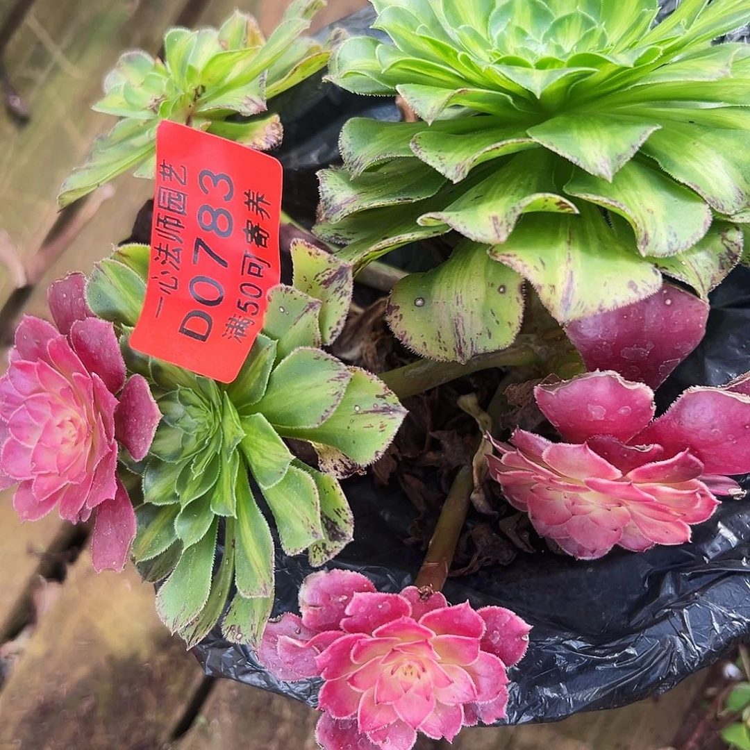 多肉植物多肉植物0783