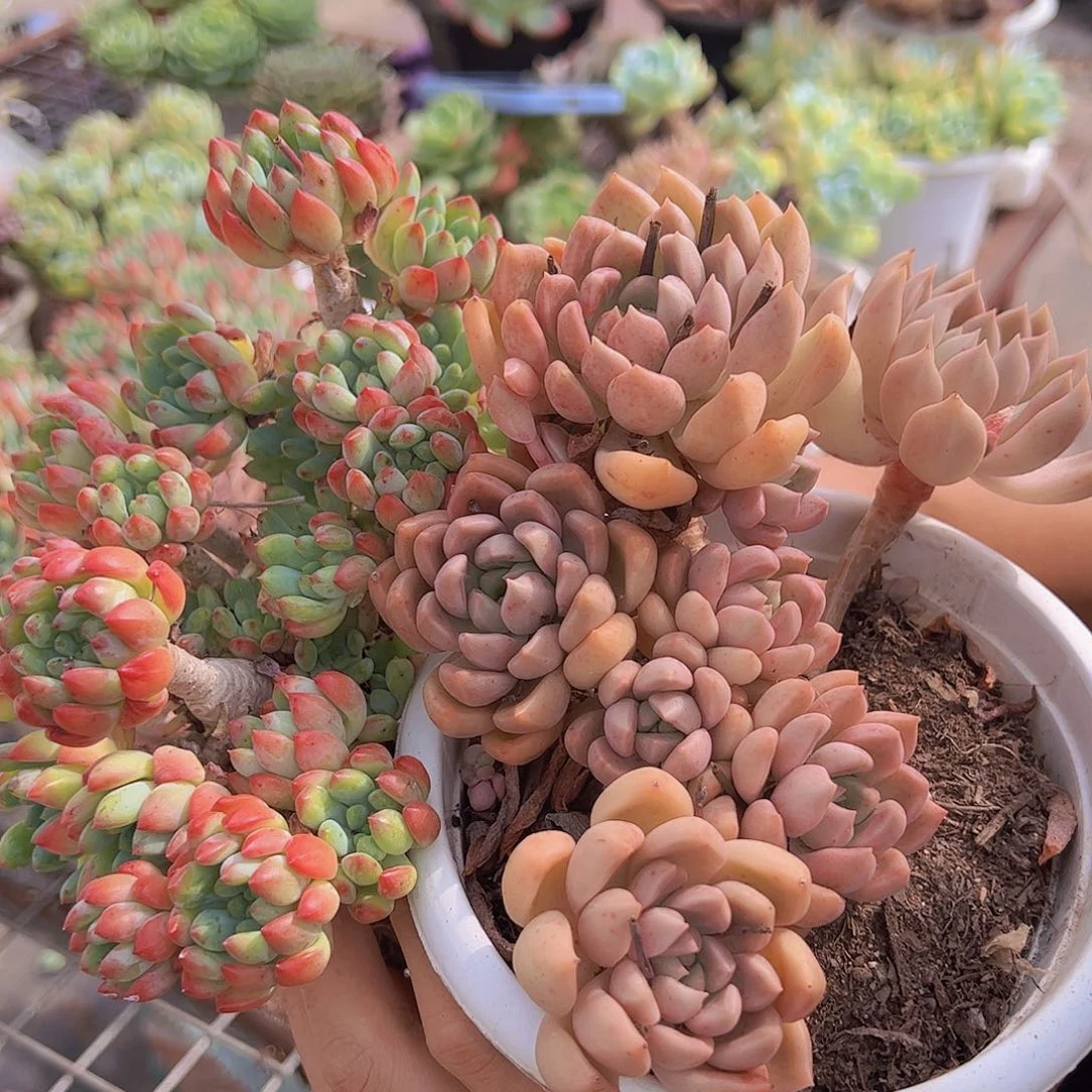 蓝苹果➕油漆桶 各一盆 整桩整群