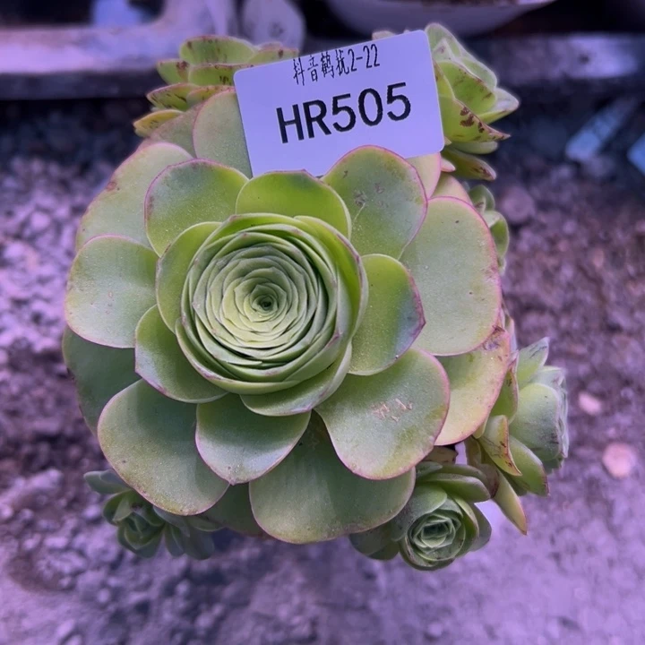 HR505绝影群福利