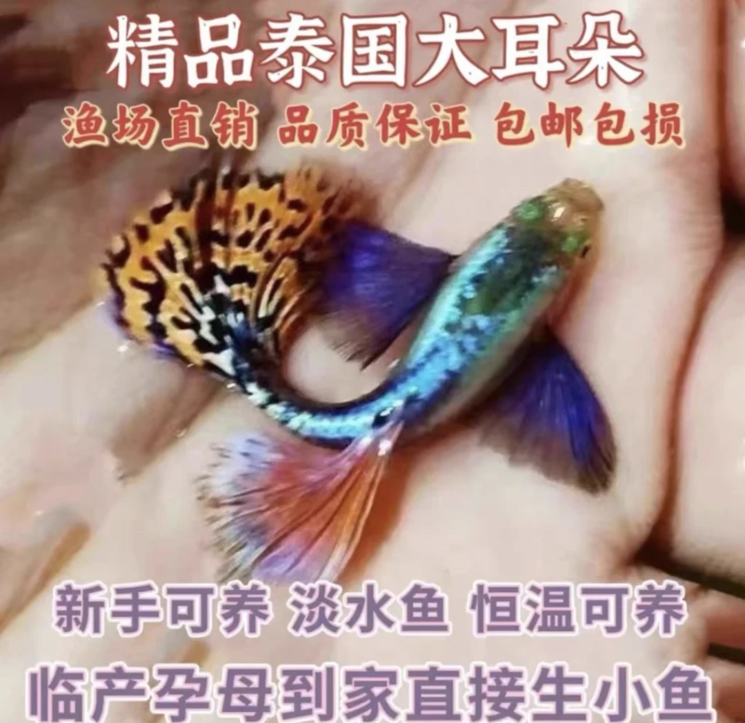 泰系银背象耳爆肚种鱼2对4条（2条送2条备损）