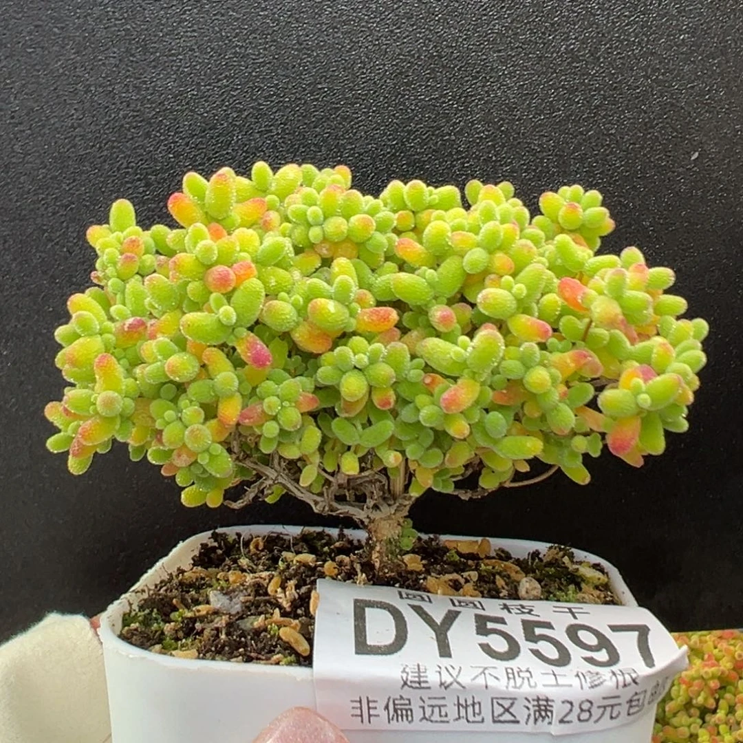 dy5597精控榕树型蜜橘糖球冠幅8cm
