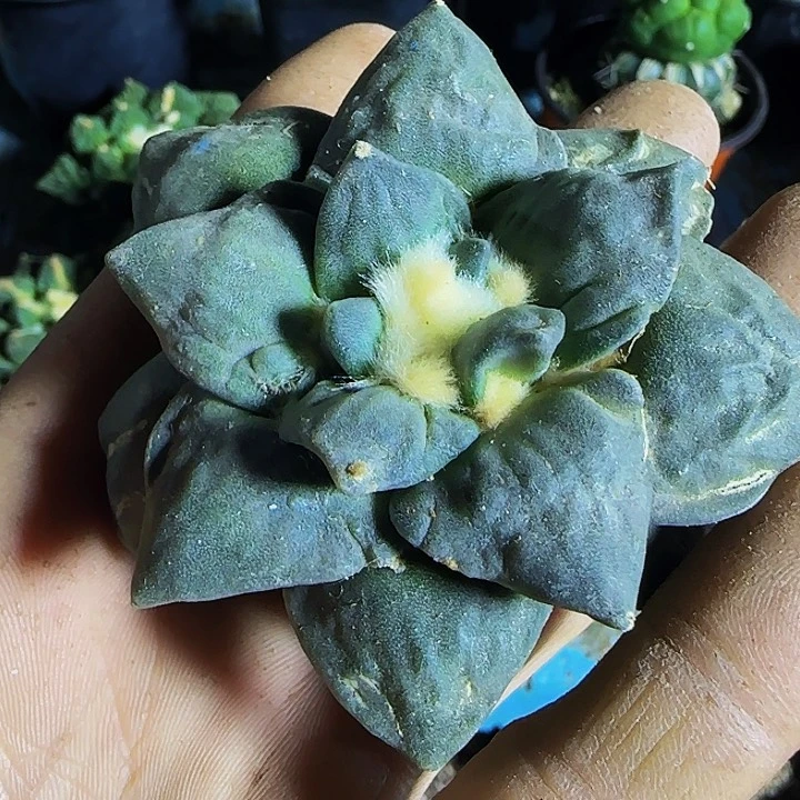 青瓷怒311刚出根