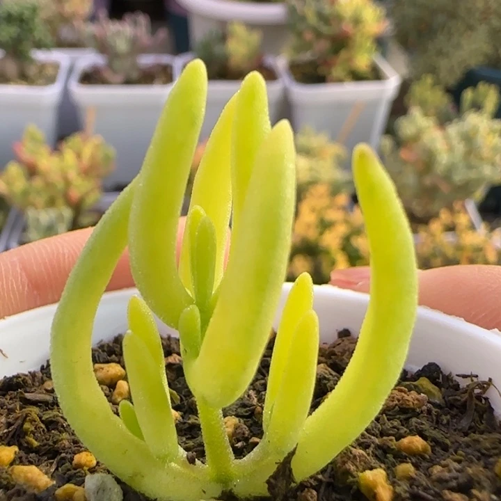 福利香蕉锦植物枝干