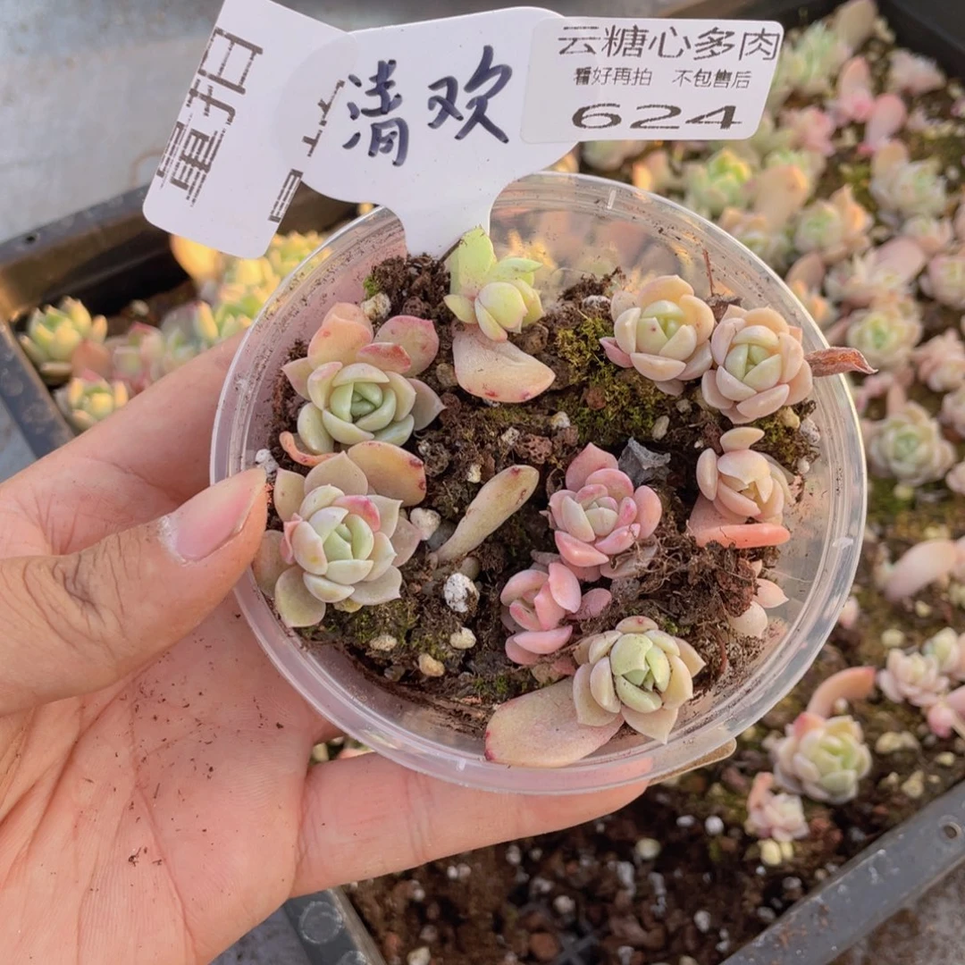 云糖心多肉植物624