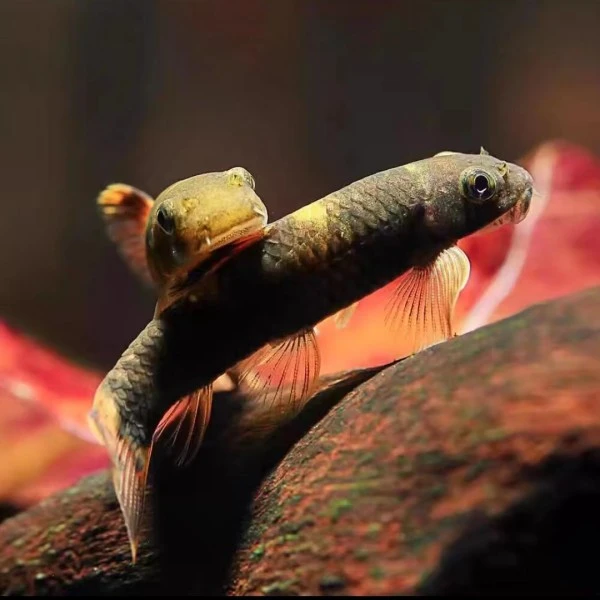 铭彩水族 老虎小精灵 活体观赏鱼 热带鱼淡水鱼 清道夫鱼除藻