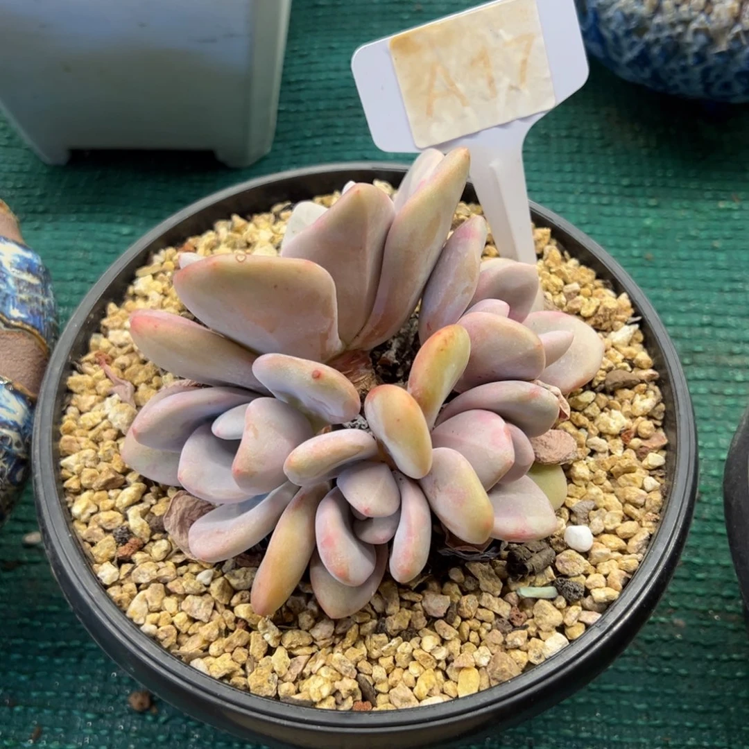 粉兔，，，，，，，，，，，，，，，