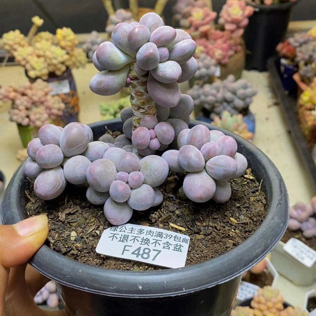 勼*487香水手指奶多肉9c m