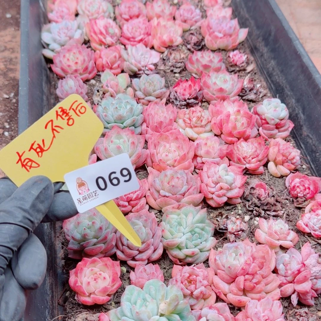 多肉植物多肉植物