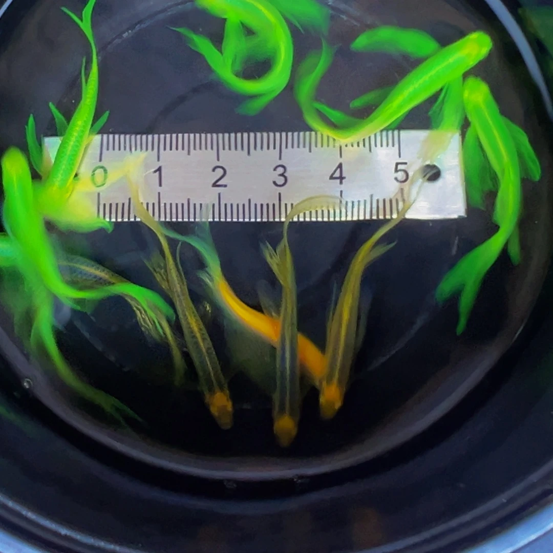 海水斑马鱼绿6龙凤2蓝4