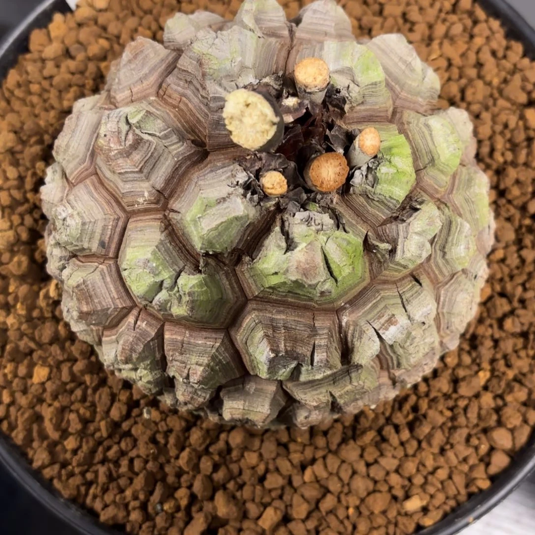 1801号龟甲龙带盆包邮不退不换