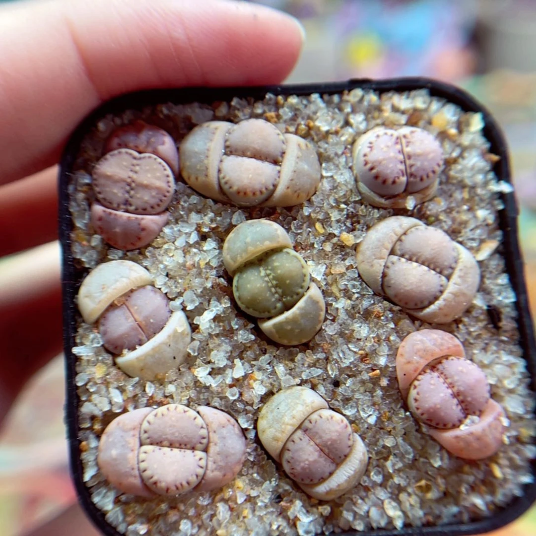 410。88556555444455565588