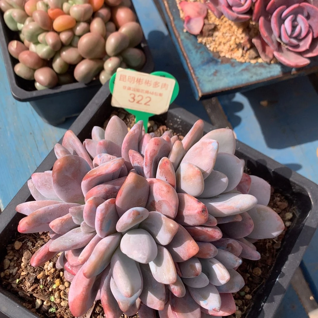 粉兔老桩无砍10头322