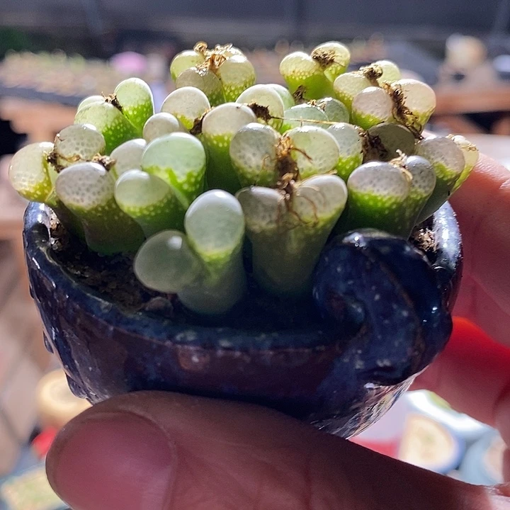 双头粉樱花风铃一颗。