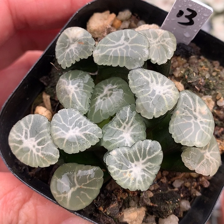 13号冰雷万象一物一拍