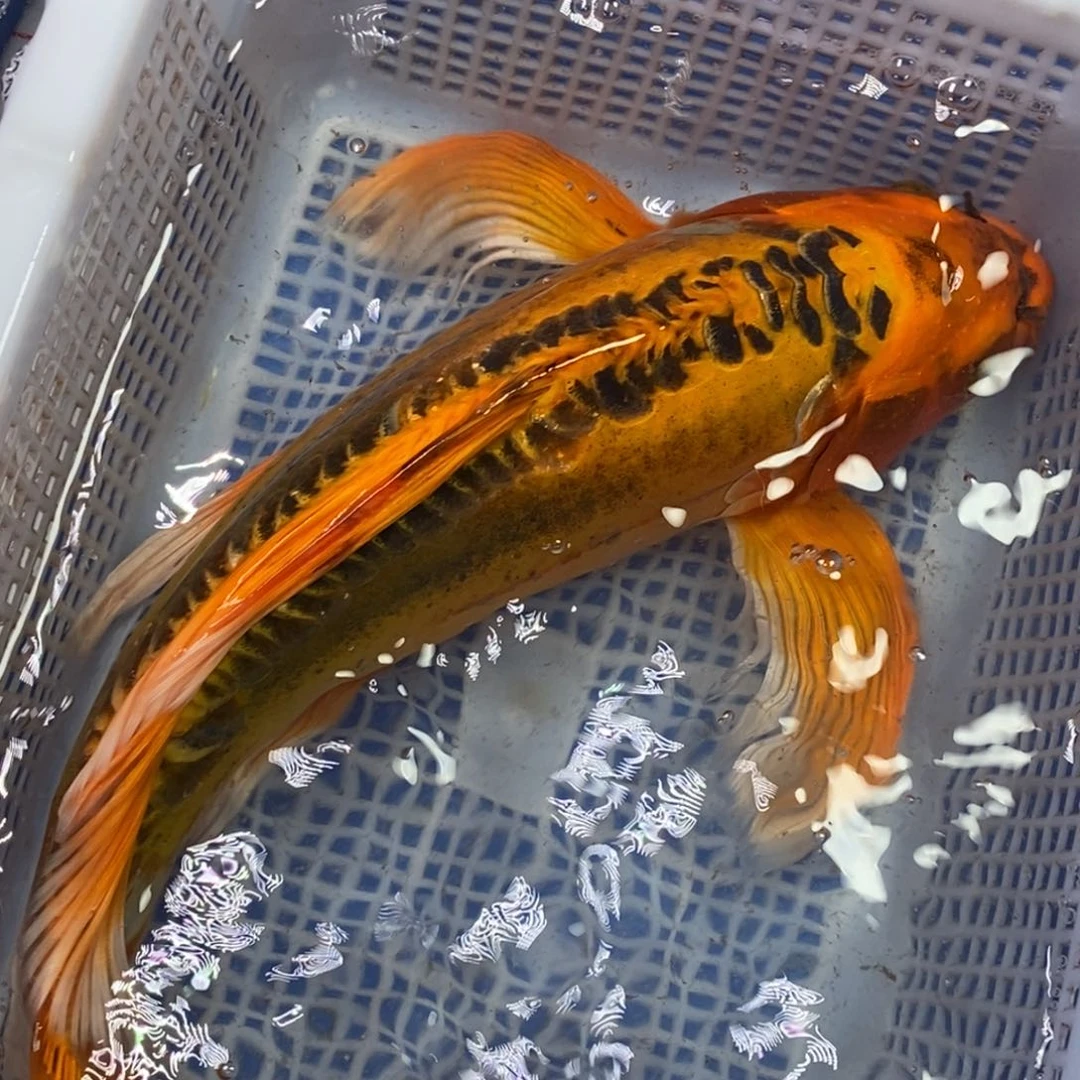 锦鲤冷水锦鲤包邮
