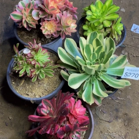 5盆多肉植物5270