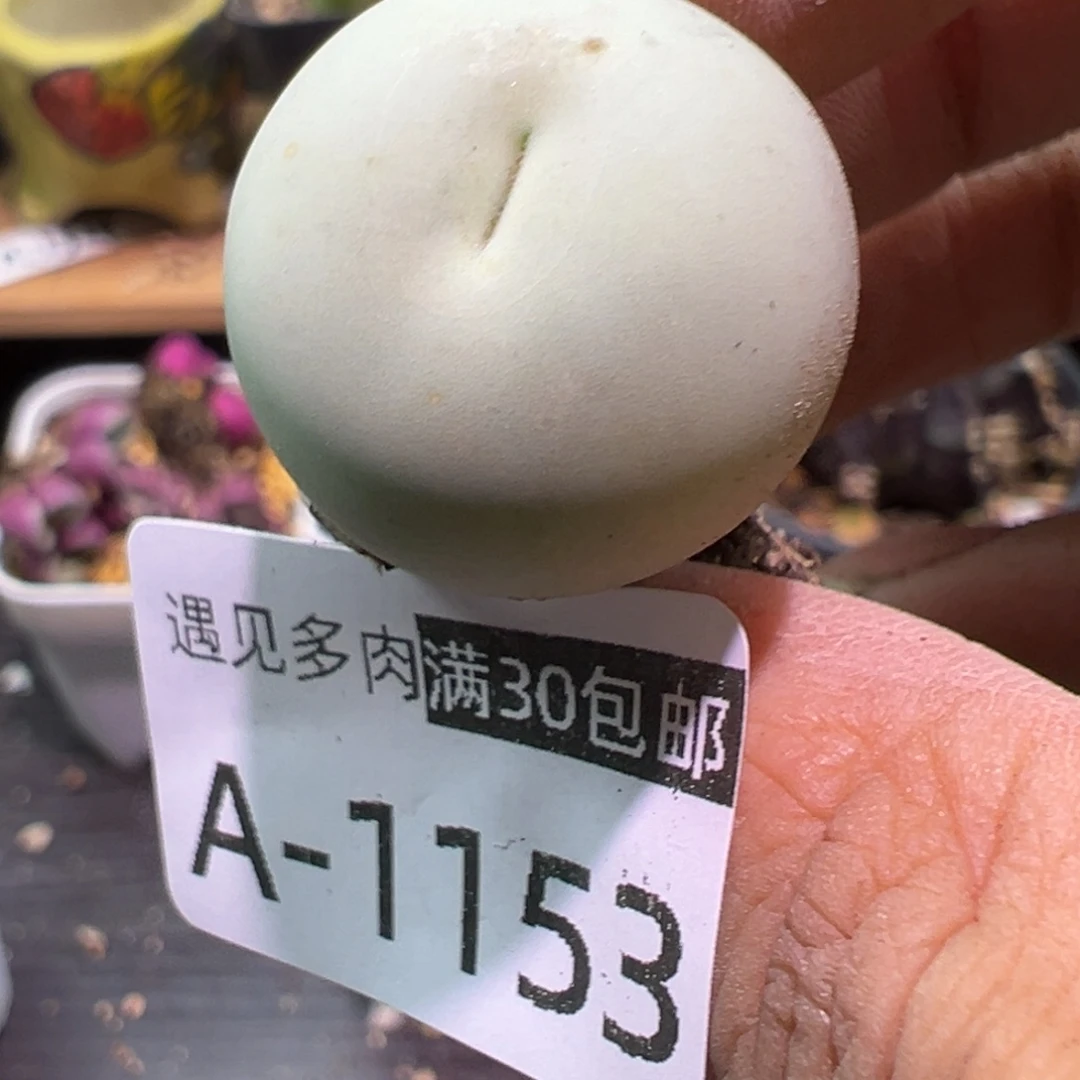 多肉植物1111111111111