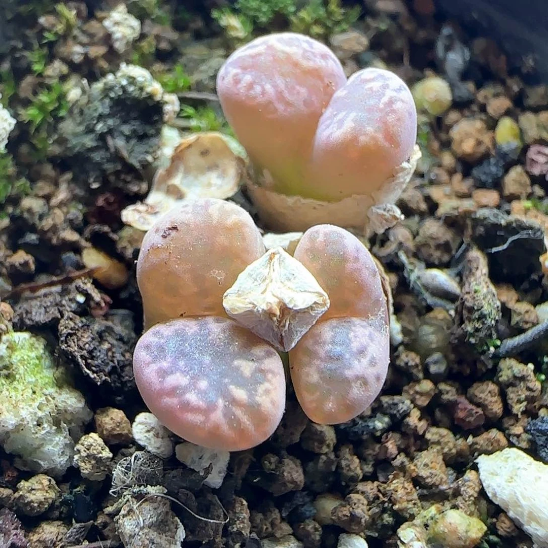 L***晚哈哈哈哈哈哈哈哈40614