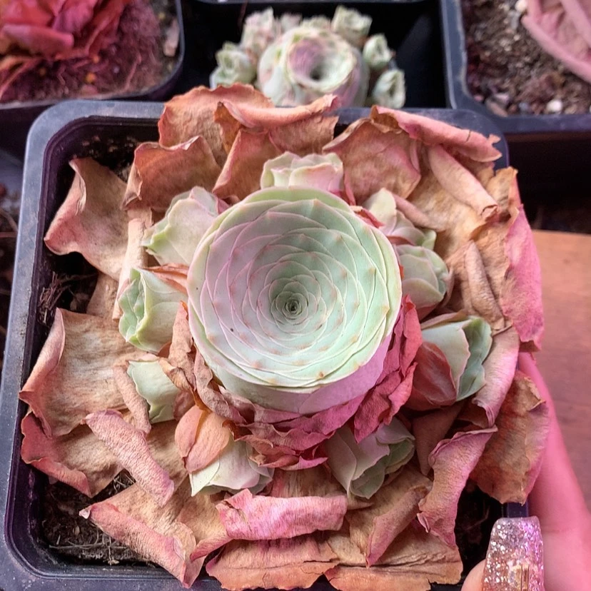 【闪购商品】开**4小情书314