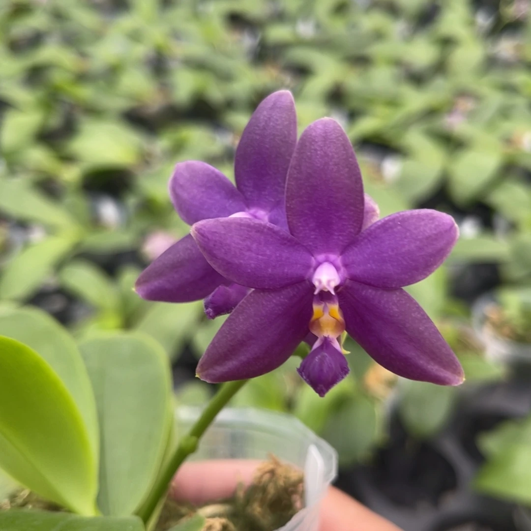 完全开放1535 278寸硬地狗交蓝路帝 一物一拍