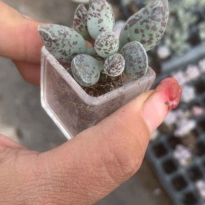 海豹。 拍5发6颗。（满9.99包邮不满9.99发空盆）