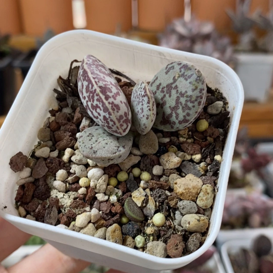 【闪购商品】无花朵花旦