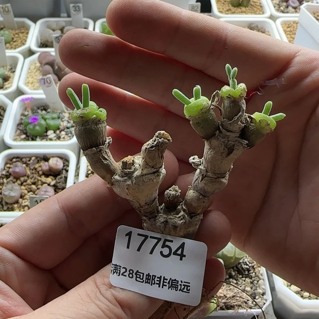 【闪购商品】17754兔兔