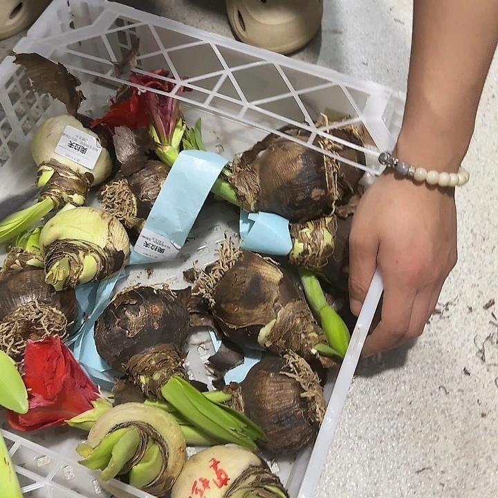 奥拉夫7公分以上花后球刀伤