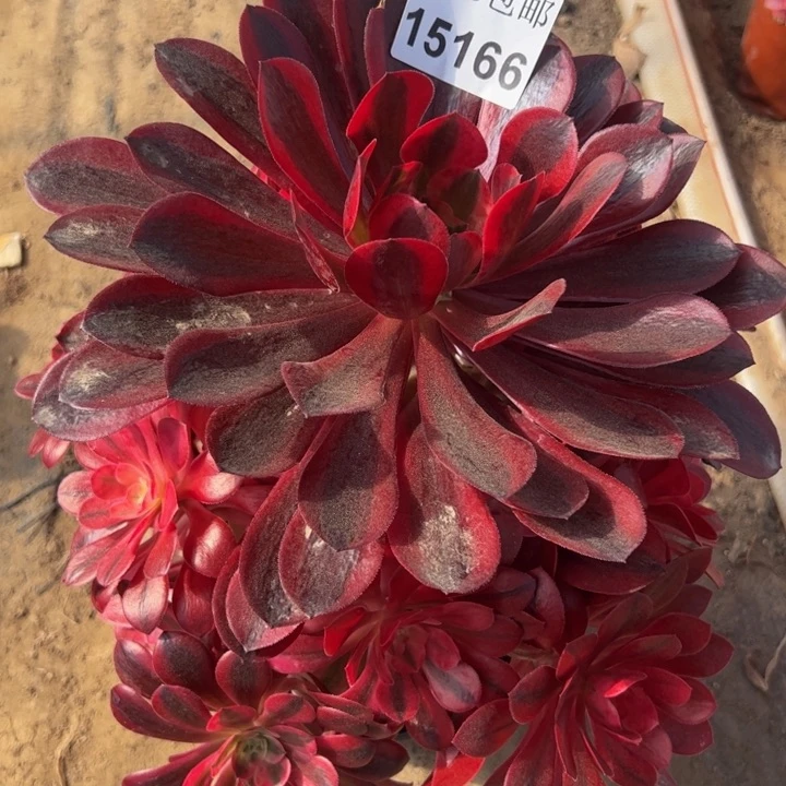 15166美杜莎多肉植物