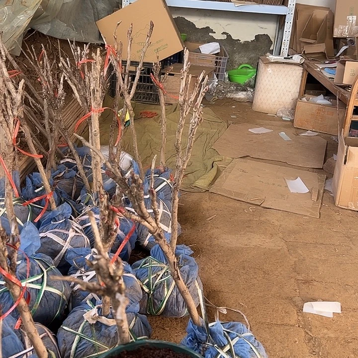 冬***阳完全开放中国红多枝条