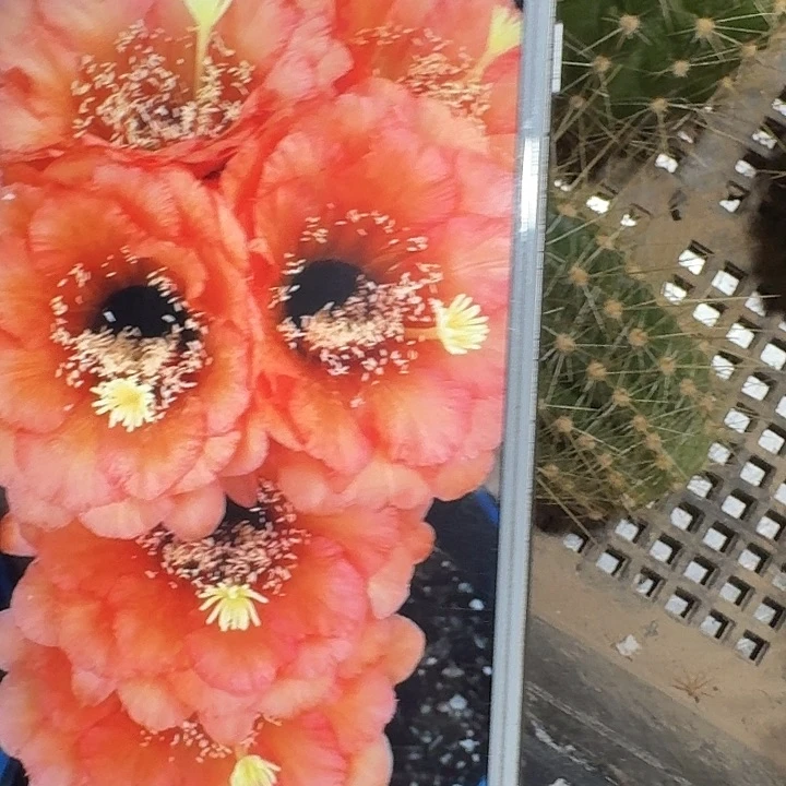 vr11 侧芽5公分毛花柱