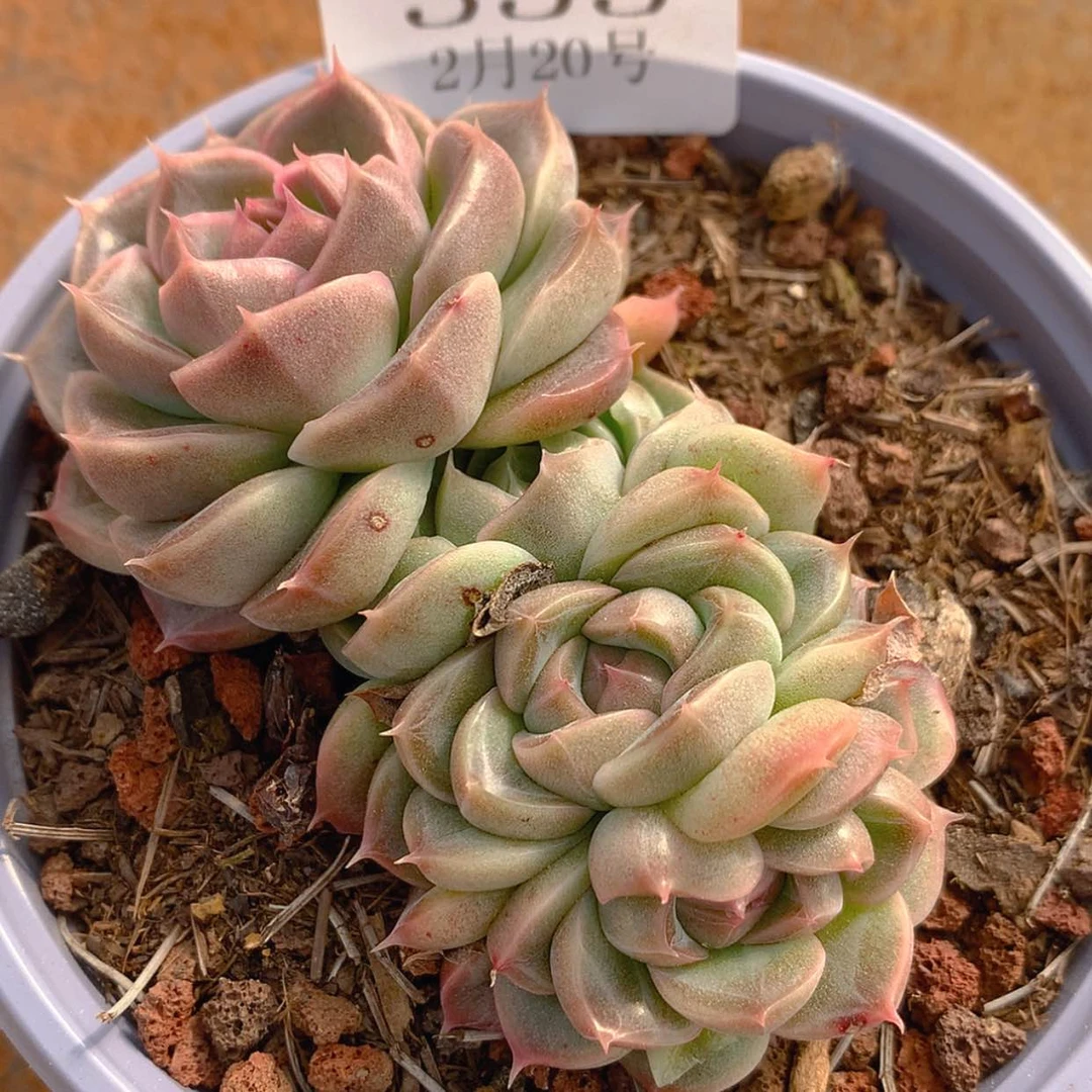 【闪购商品】家云353号
