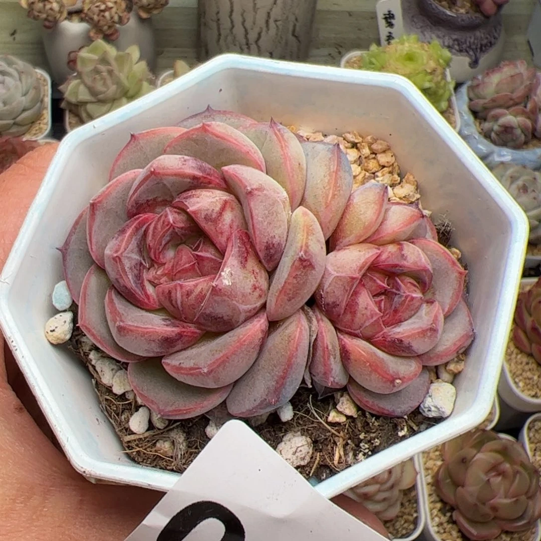 260 多肉植物组合盆栽